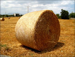 Landwirtschaft der Balearen