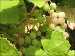 Wein & Anbaugebiete